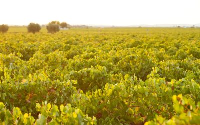 REVISION Y ANÁLISIS DEL PROYECTO DE CUBIERTAS VEGETALES EN VIÑEDO