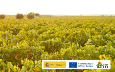 REVISION Y ANÁLISIS DEL PROYECTO DE CUBIERTAS VEGETALES EN VIÑEDO
