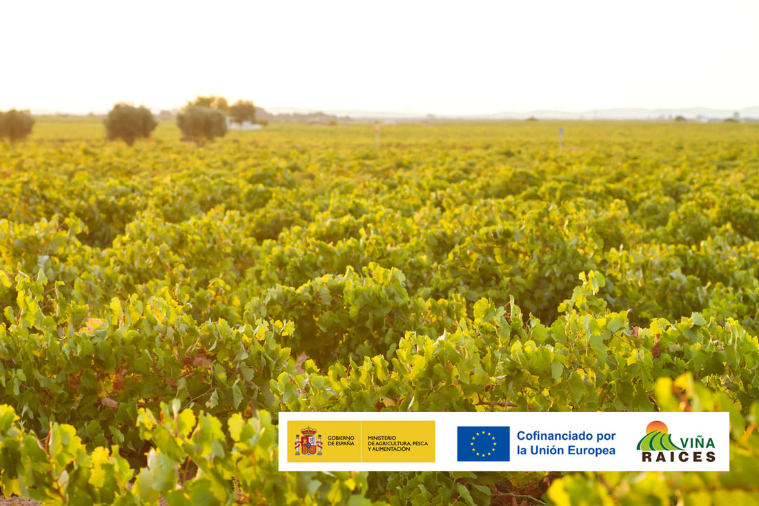 REVISION Y ANÁLISIS DEL PROYECTO DE CUBIERTAS VEGETALES EN VIÑEDO