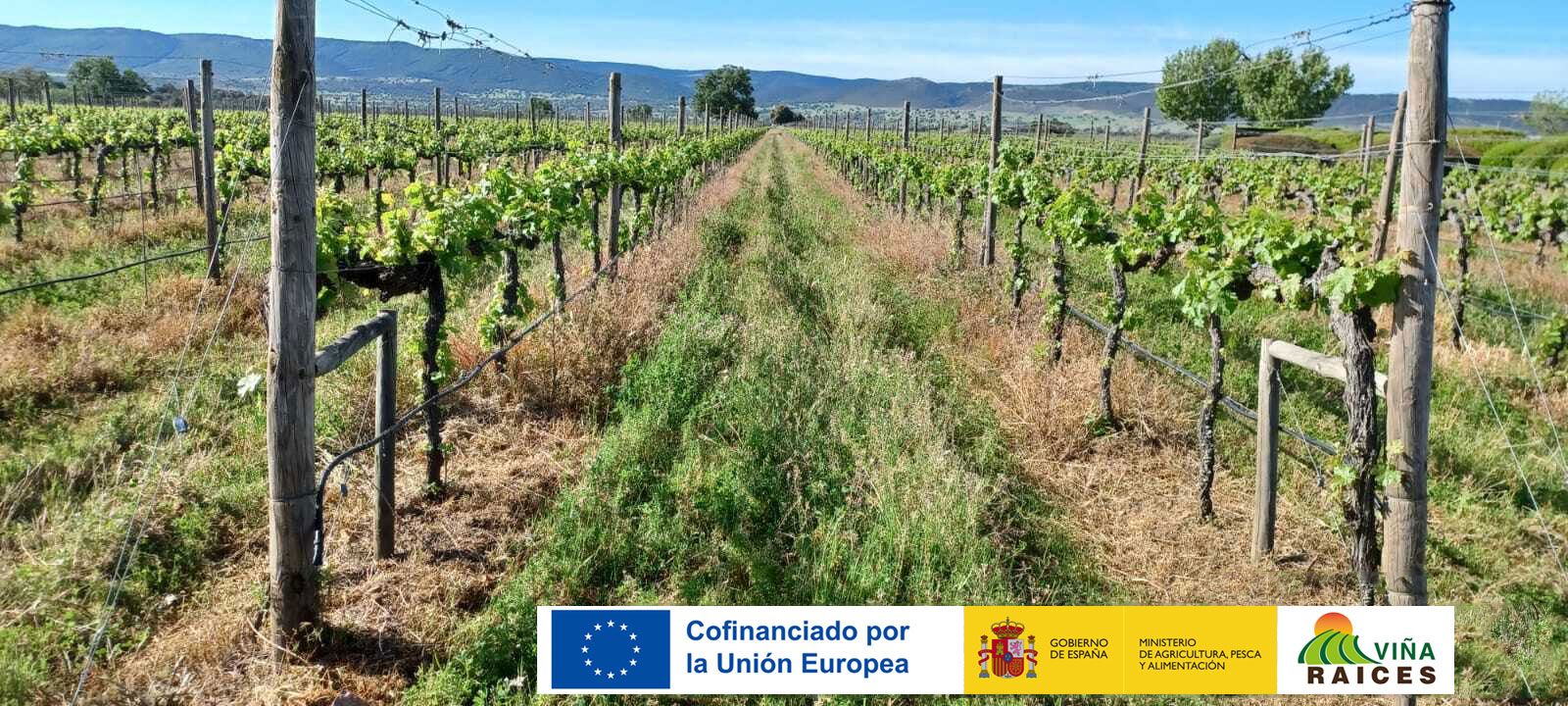 Viña-Raíces: Innovación para los Viñedos del Futuro