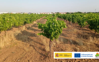 PARCELA DEMOSTRATIVA 01. EXTREMADURA