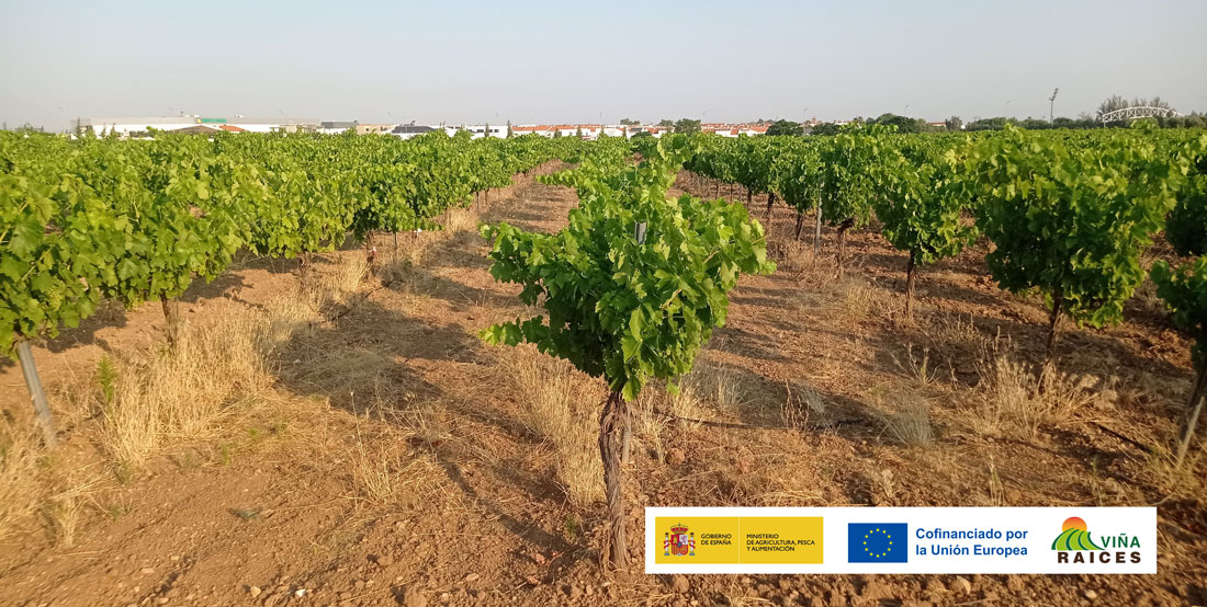 PARCELA DEMOSTRATIVA 01. EXTREMADURA