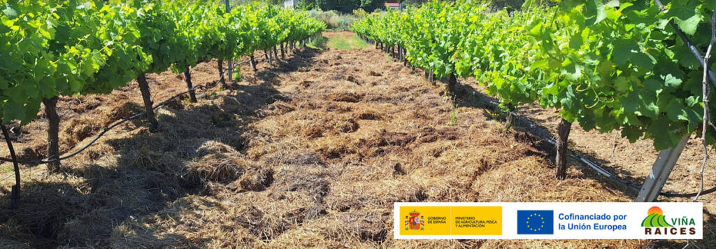 Fig.3 Situación del viñedo en primavera en el tratamiento de acolchado con paja de arroz.