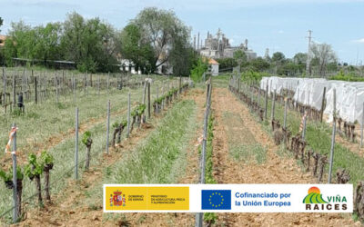 Parcela Experimental IMIDRA