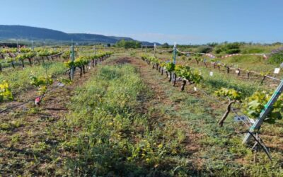 UN MANEJO MÁS SOSTENIBLE DEL SUELO IMPULSA UNA VITICULTURA MÁS RESILIENTE AL CAMBIO CLIMÁTICO EN ZONAS SEMIÁRIDAS