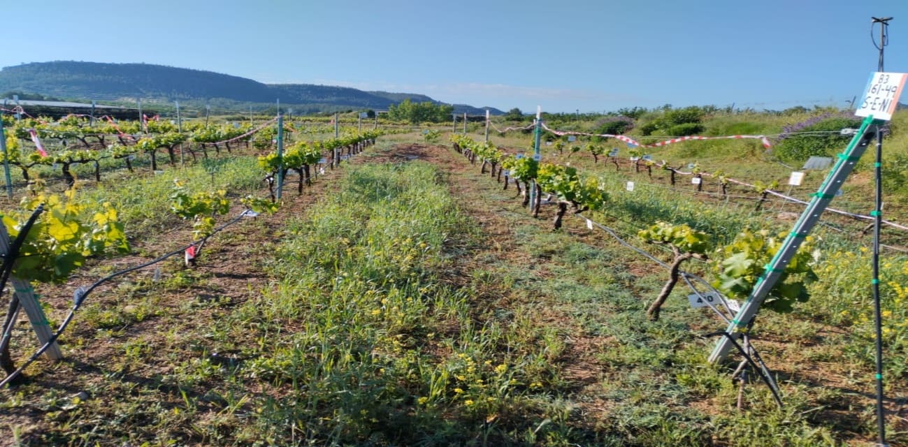 UN MANEJO MÁS SOSTENIBLE DEL SUELO IMPULSA UNA VITICULTURA MÁS RESILIENTE AL CAMBIO CLIMÁTICO EN ZONAS SEMIÁRIDAS