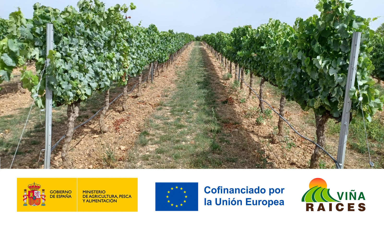 R4 Castilla-La Mancha. Estudio de viabilidad técnico y socioeconómico de las cubiertas vegetales para una agricultura baja en carbono