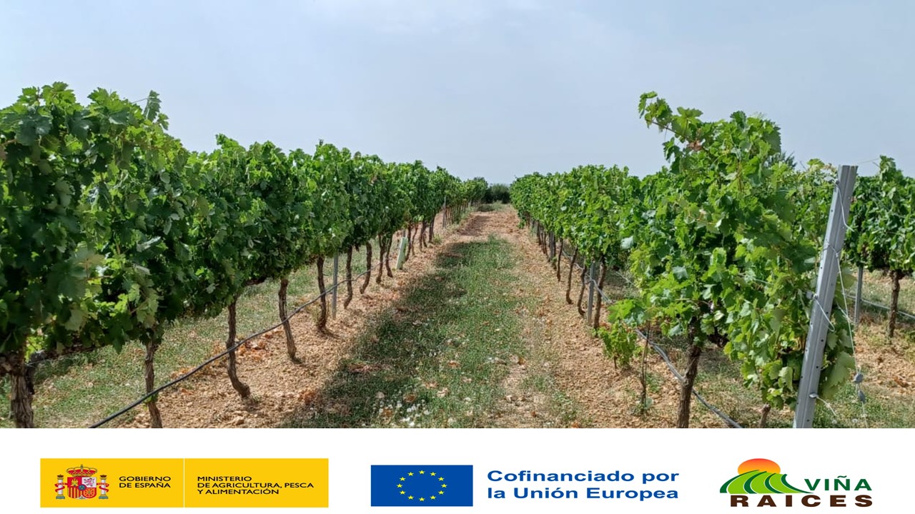 R4 Itap. Estudio de viabilidad técnico y socioeconómico de las cubierta vegetales para una agricultura baja en carbono.