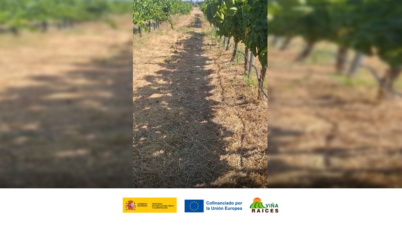 CICYTEX evalúa el impacto de las cubiertas vegetales sobre el viñedo y la salud del suelo en su finca de Guadajira (Badajoz)