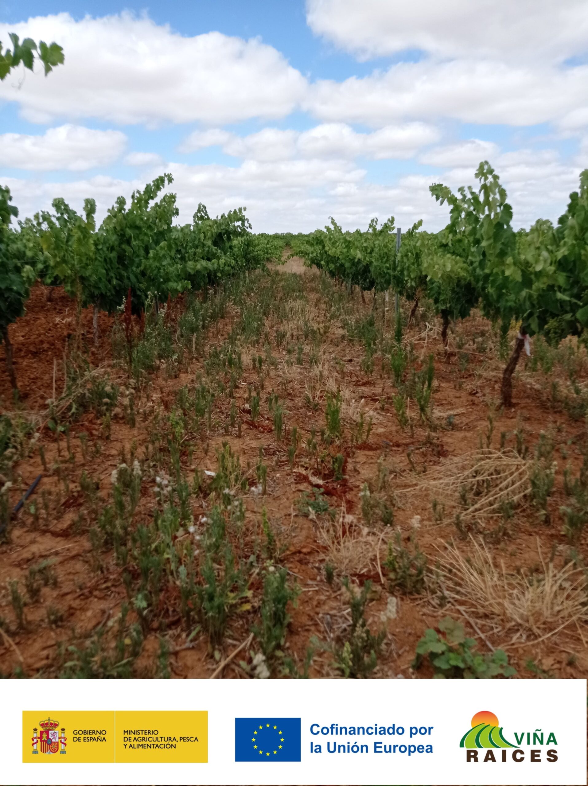 R4 Castilla-La Mancha. Estudio de viabilidad técnico y socioeconómico de las cubiertas vegetales