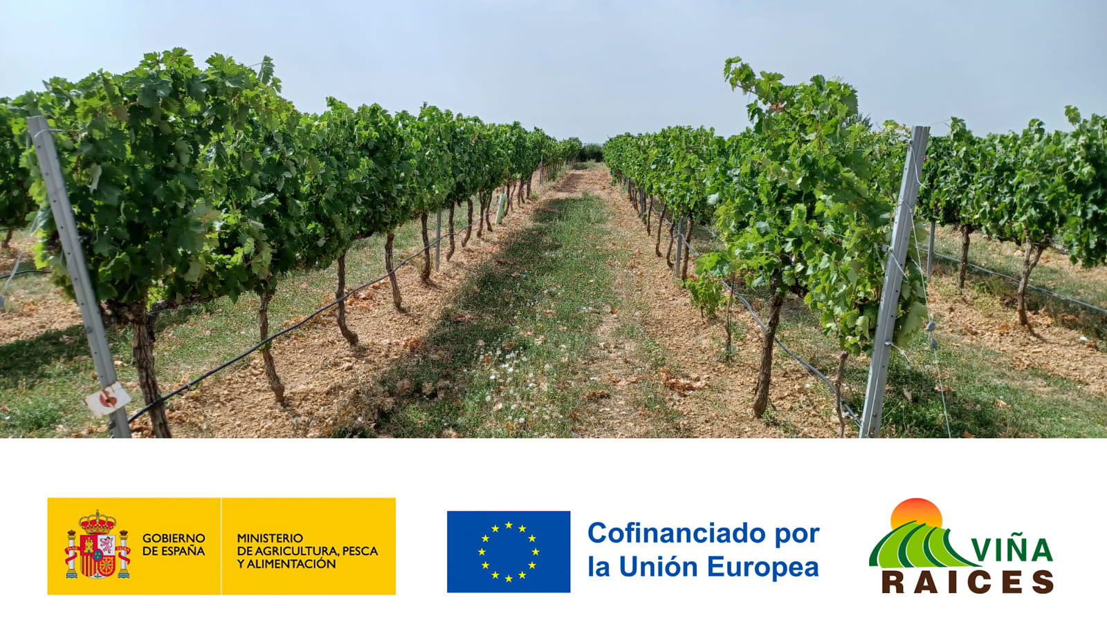 Seguimiento de los ensayos experimentales sobre el manejo del suelo en viñedo