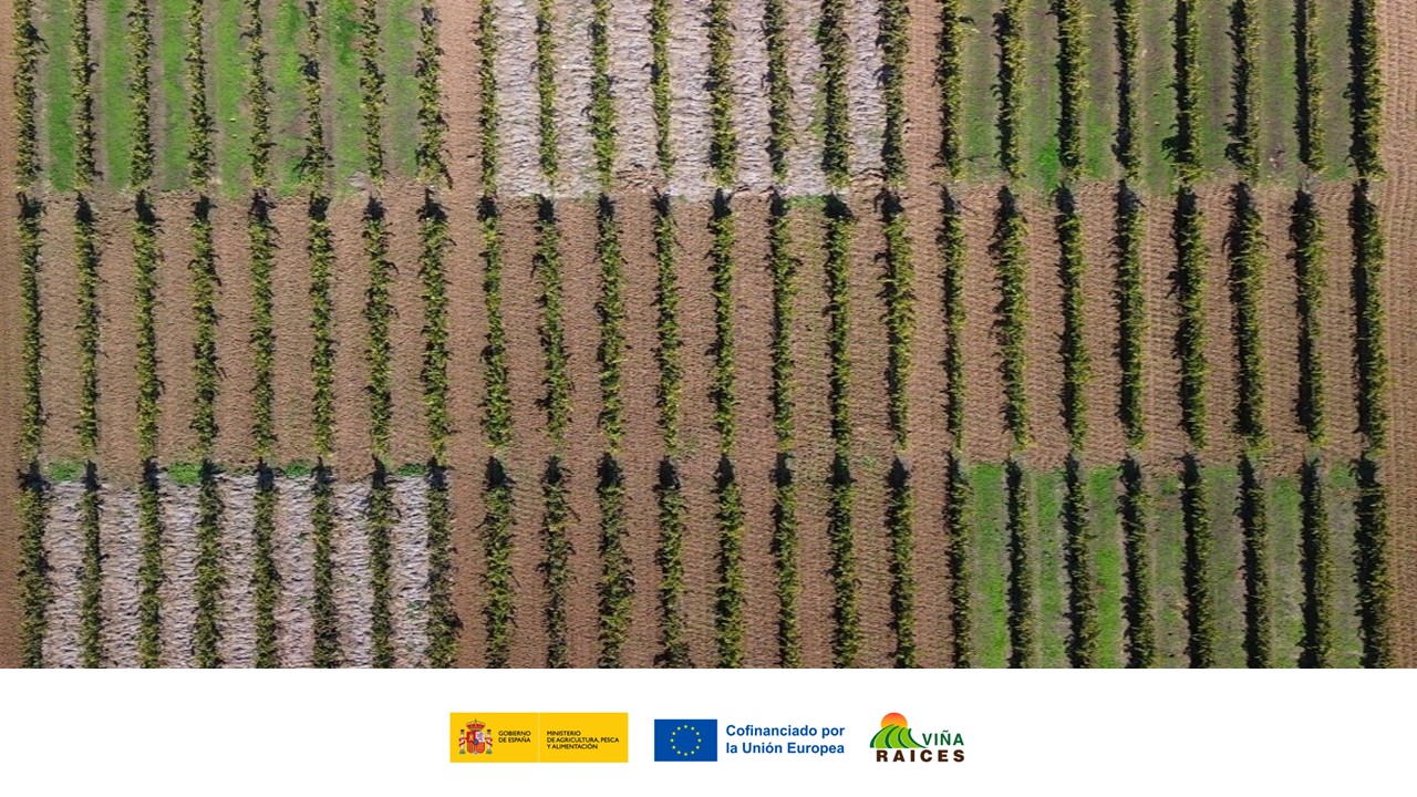 GO_VIÑA-RAICES estudia cómo las cubiertas vegetales pueden mejorar la salud del viñedo y su entorno