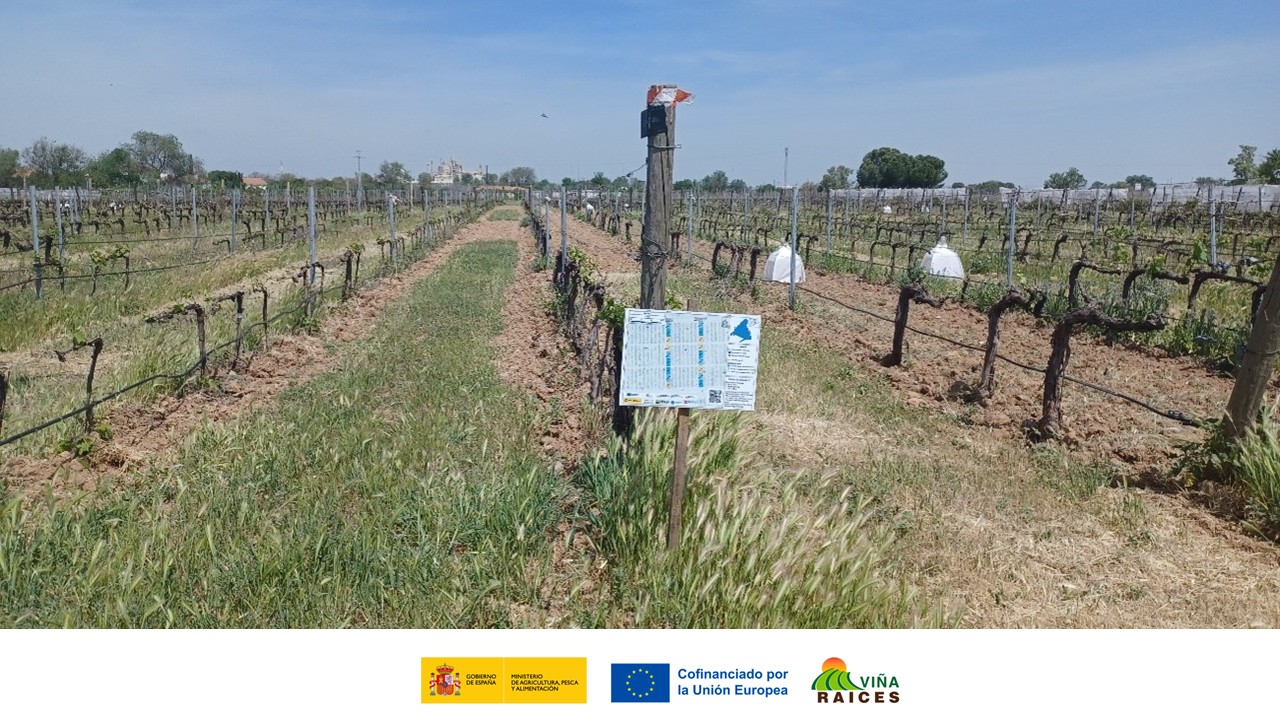 R5. Estudio de los servicios ecosistémicos de las cubiertas vegetales en el viñedo